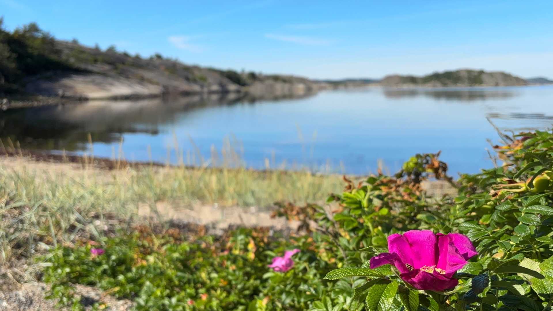 Vildros vid stranden på Tjörn med utsikt över havet – sommar på Mjörn i Bohuslän
